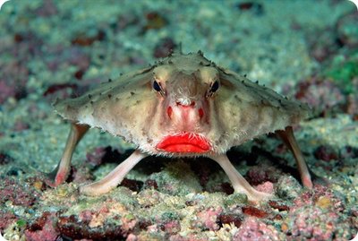 rosylippedbatfish_01.jpg