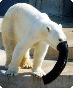 elephantbear.jpg