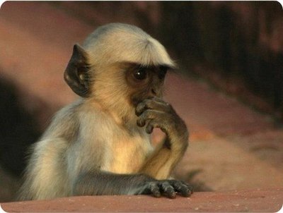 monkey1.jpg